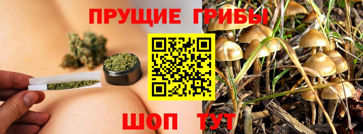 Североморск  Галлюциногенные грибы Psilocybe  Вход с VPN 
